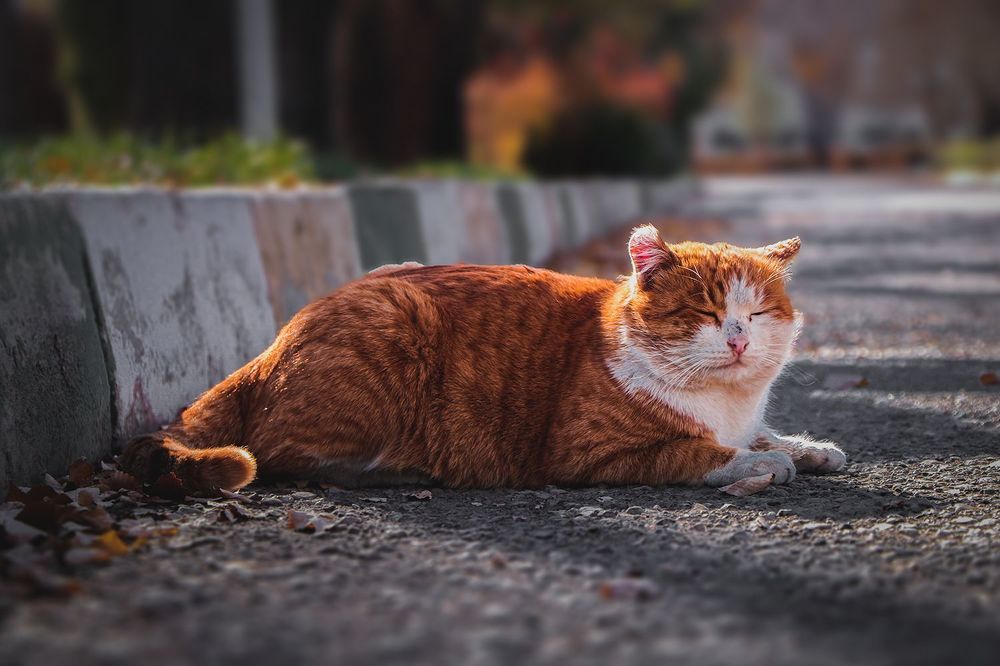 orange cat
