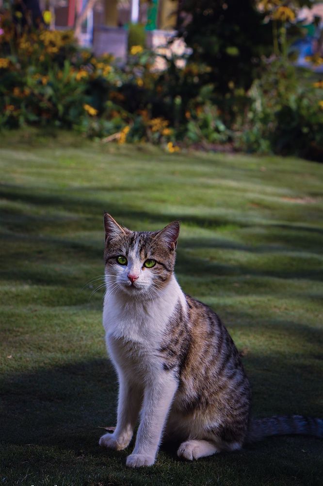 Фотография автора mohammad aref zohrabi