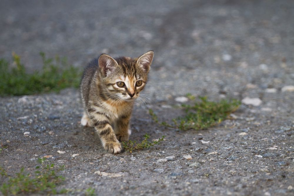 Photograph by Anton Gaev