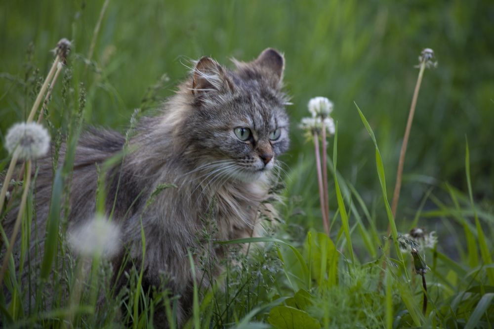 Photograph by Anton Gaev