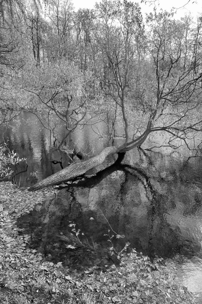 Странное дерево