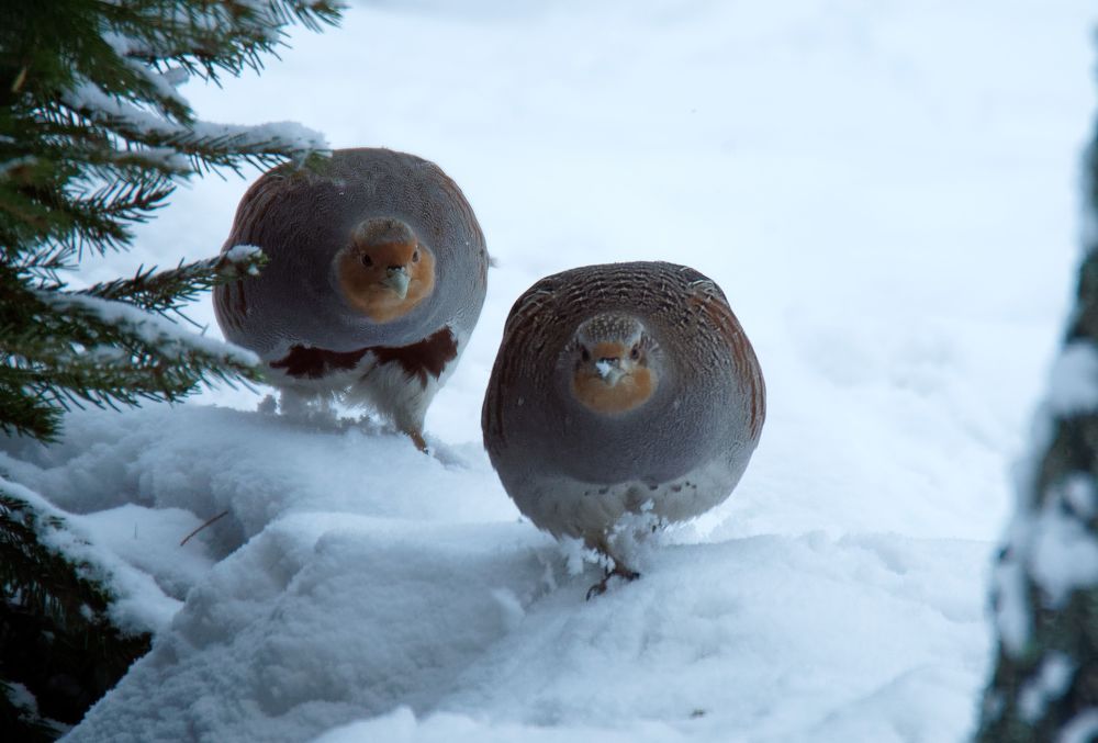 Photograph by Пётр Калачев