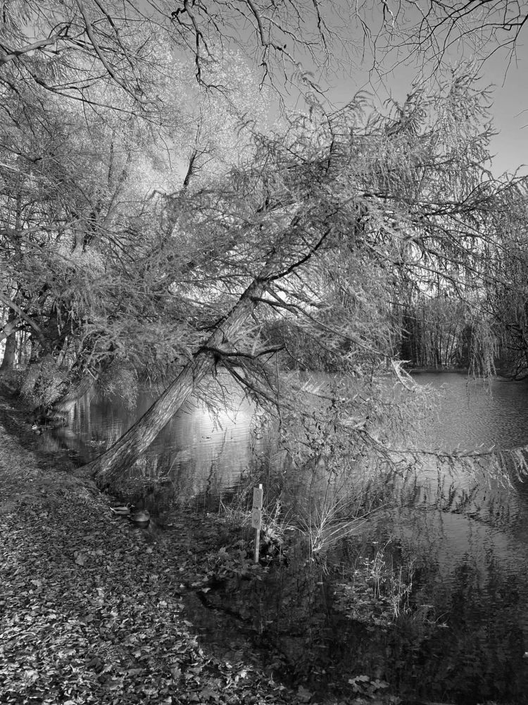 Деревья около озера