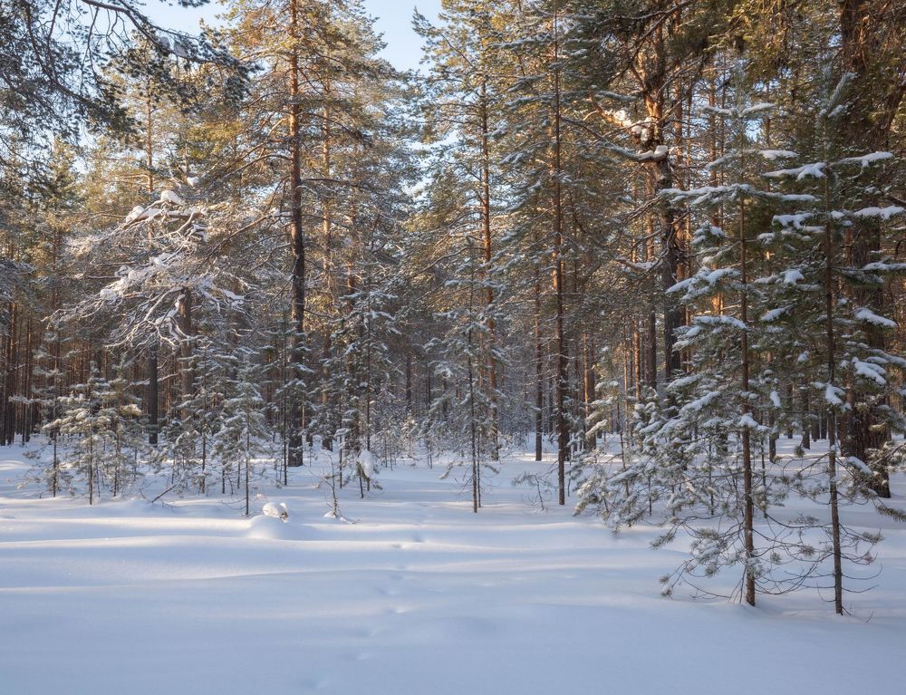 Photograph by Елена Хорохорина