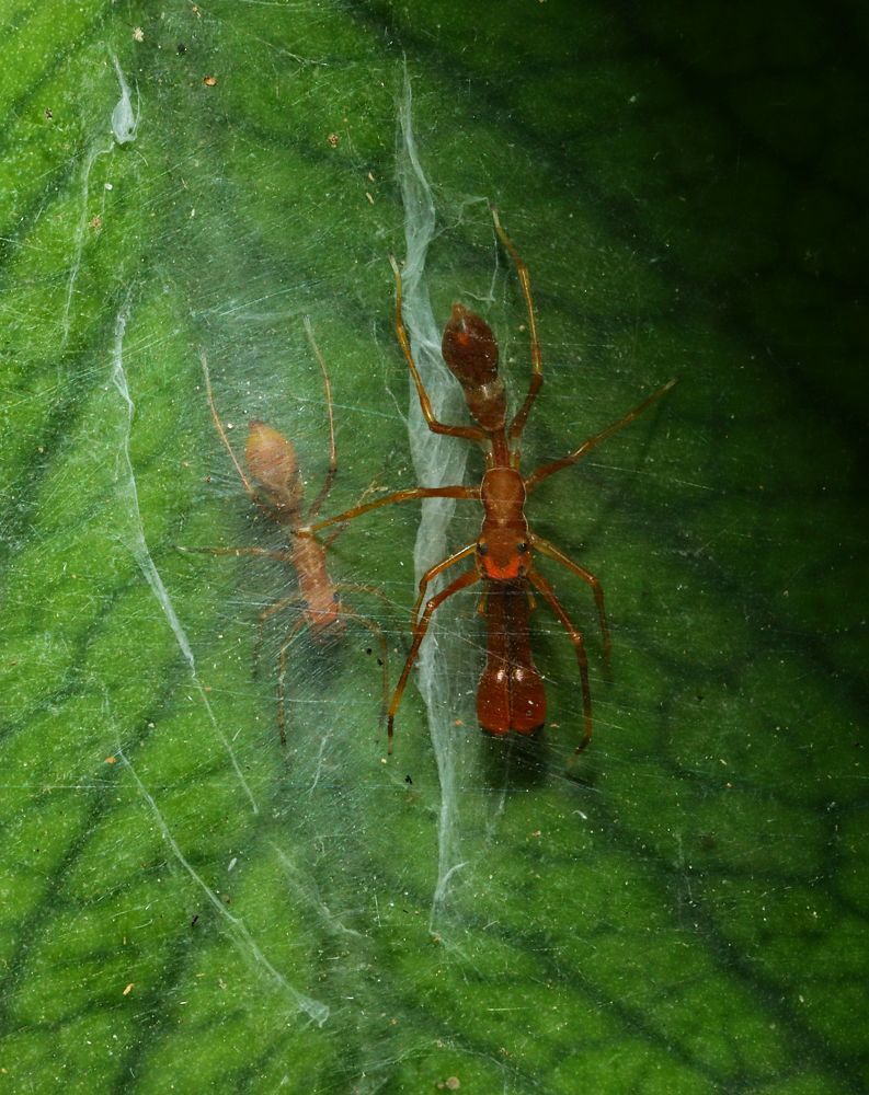 Фотография автора dr umashankar basavaraj