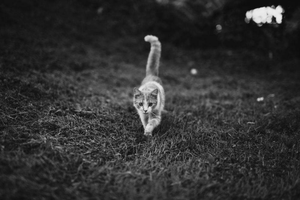 Photograph by Tomislav Safundžić