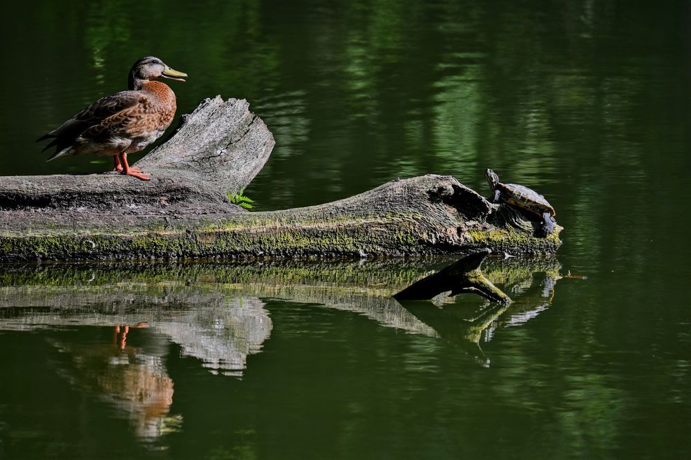 Фотография автора IRINA FILIPPOVA