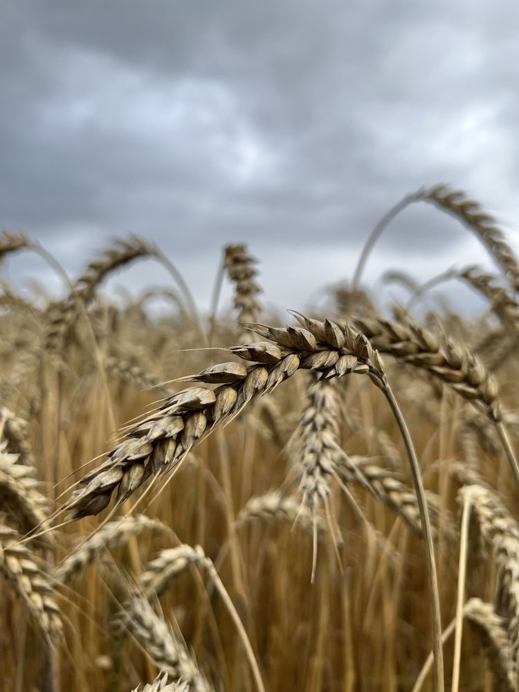 Photograph by Денис Лапшин