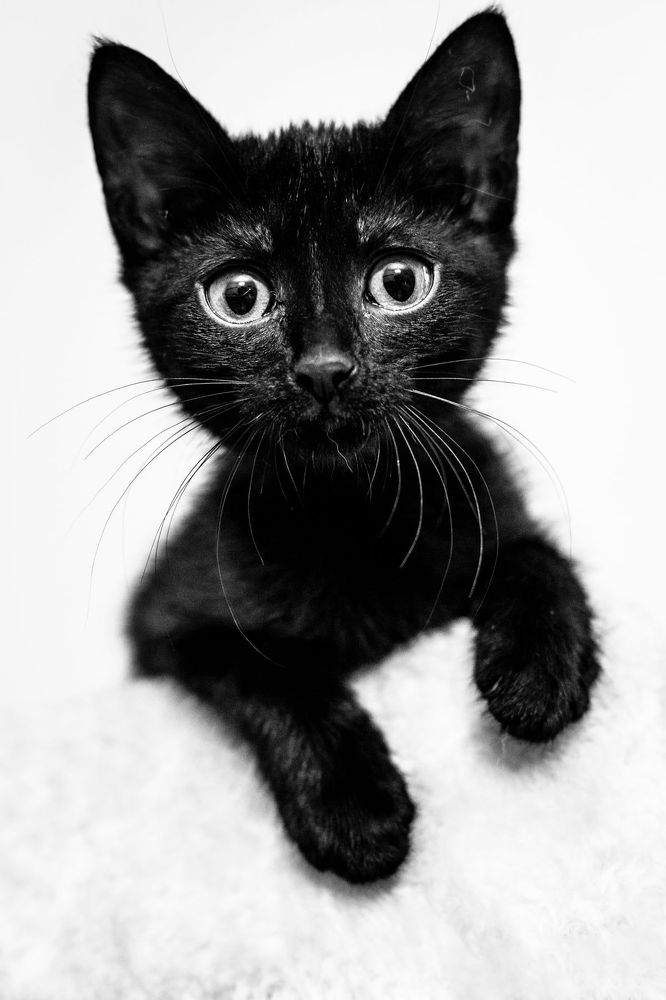 Фотография автора Tom Black