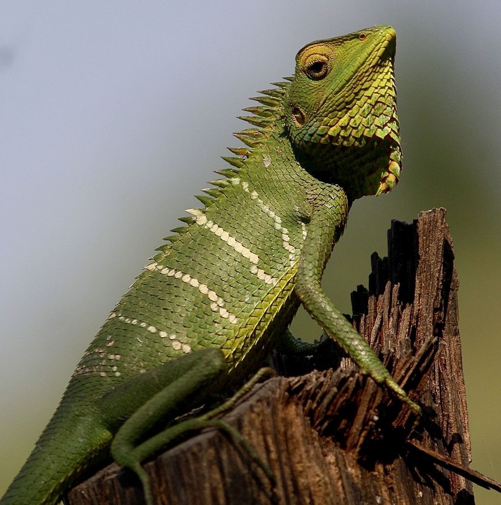 Green chameleon