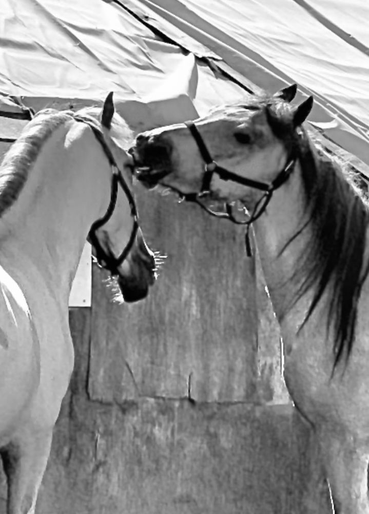 Фотография автора ГУЗАЛИЯ ГАНИЕВА