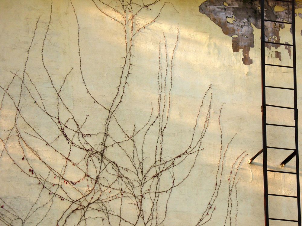 Утренние тени / Morning shadows