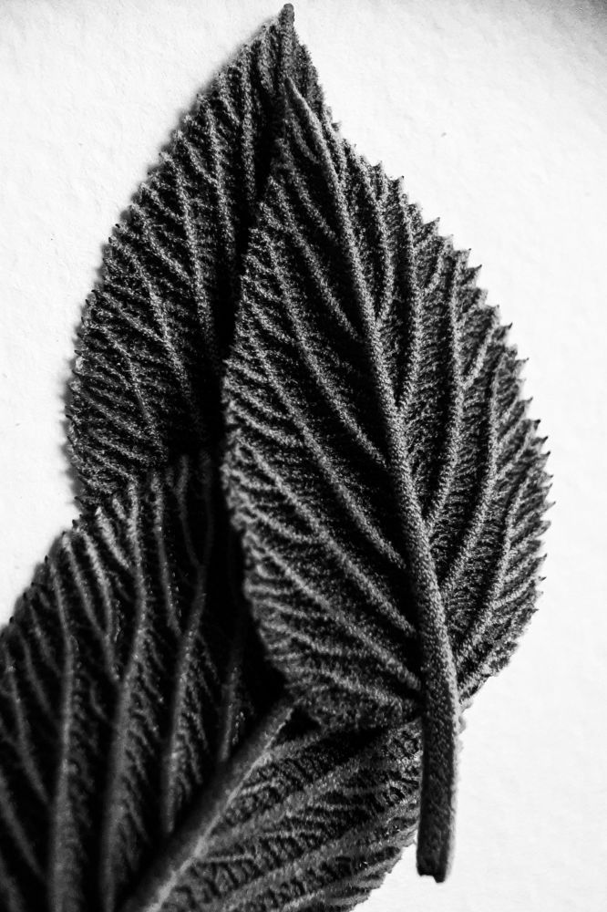 Photograph by Анна Зенкина