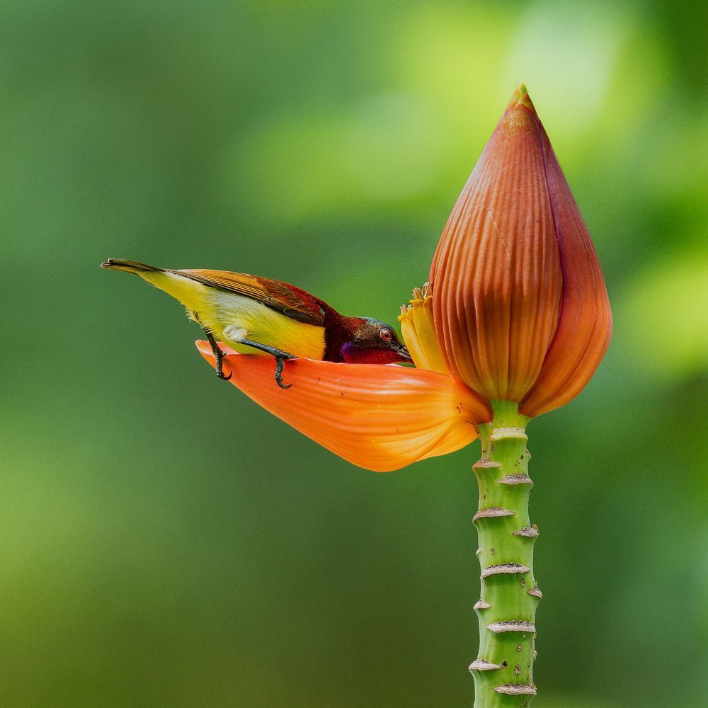 Фотография автора Mainak Halder