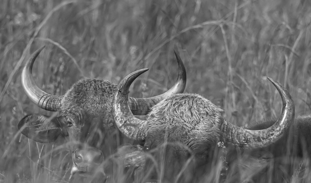 Фотография автора Saurabh Dhanorkar