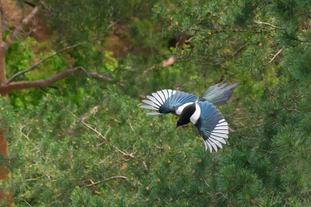Photograph by Всеволод Ланцетти