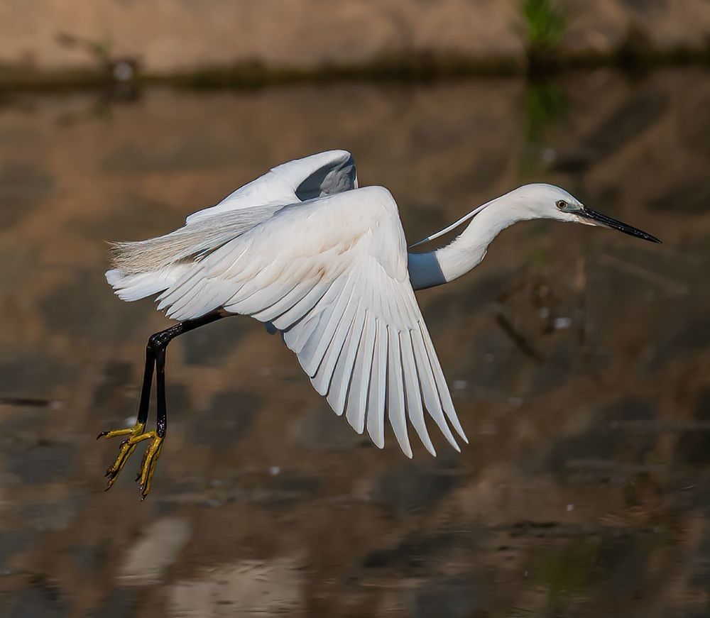 Фотография автора David Botha