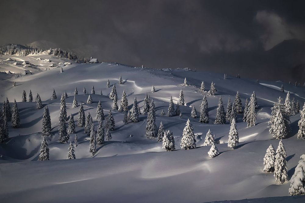 Winter and spruce trees