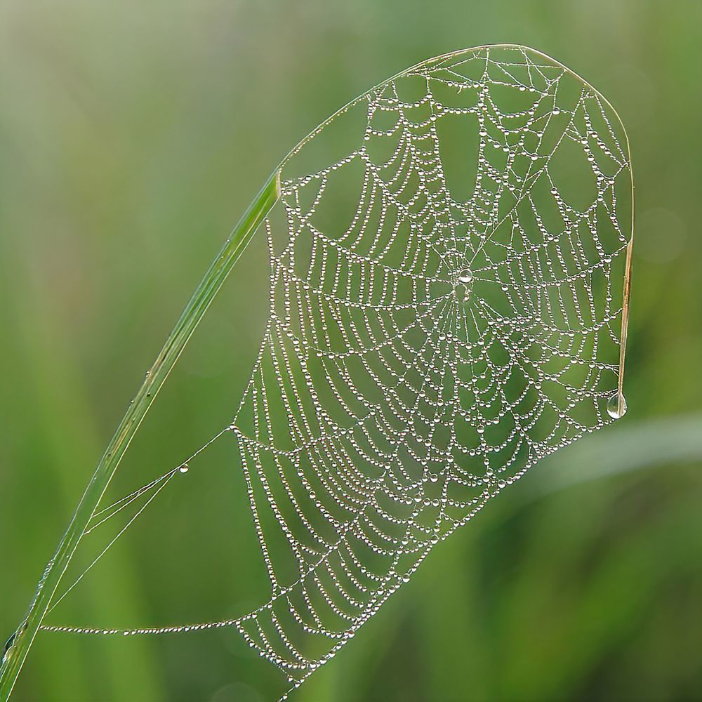 Росяное утро