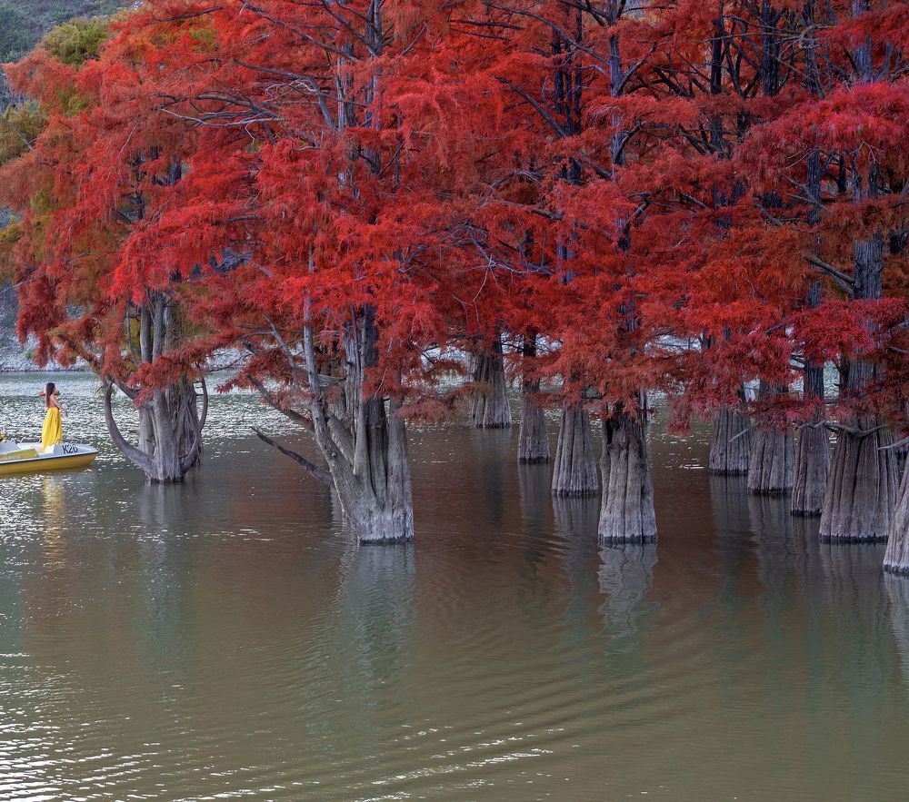 У болотных кипарисов