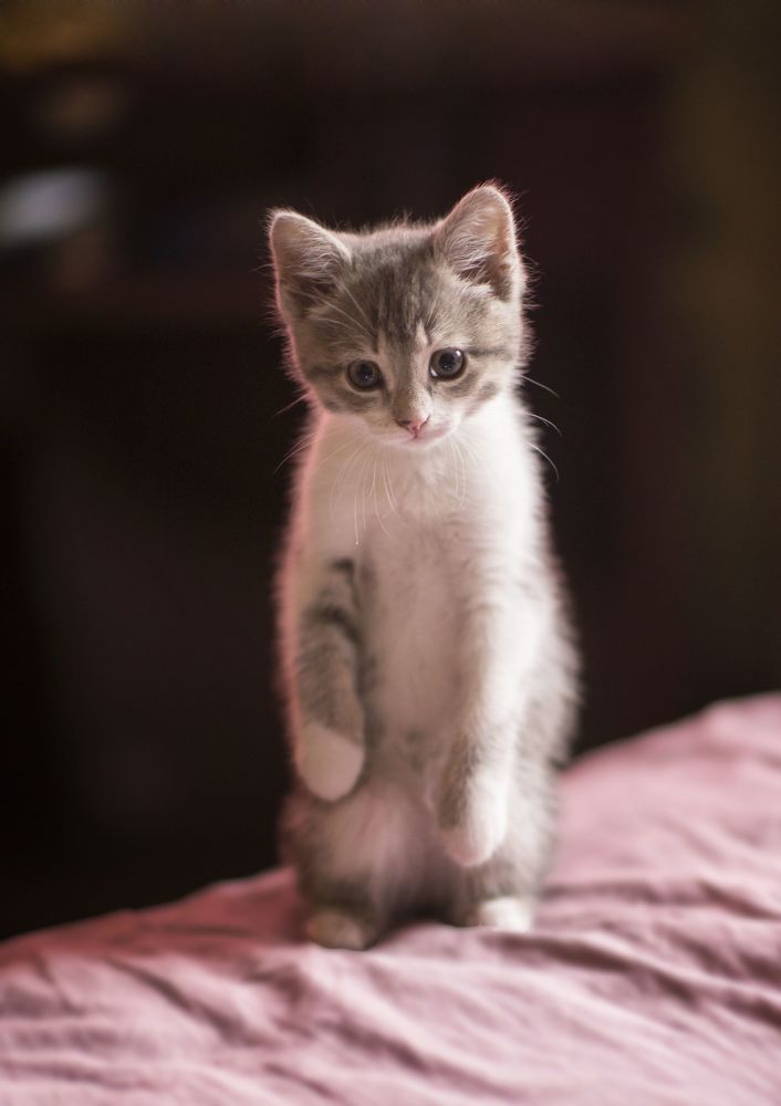 Циркачка Боня