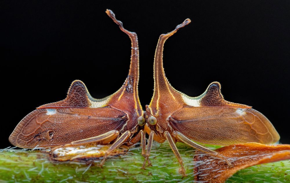 Photograph by KENNY FOONG