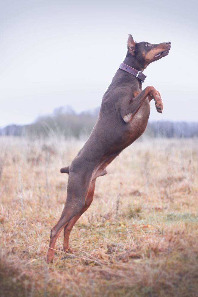 Атлет в полете