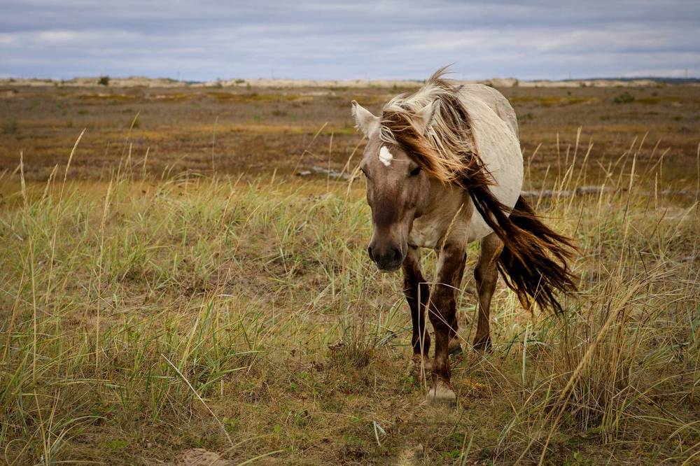 Дикие лошади Кузоменьской пустыни