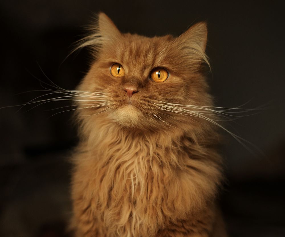 Photograph by Александр Кашков