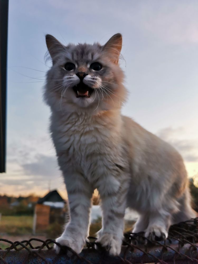 Photograph by Игорь Сапронов