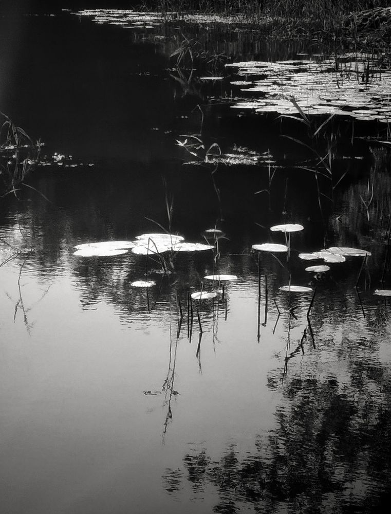 Photograph by Людмила М