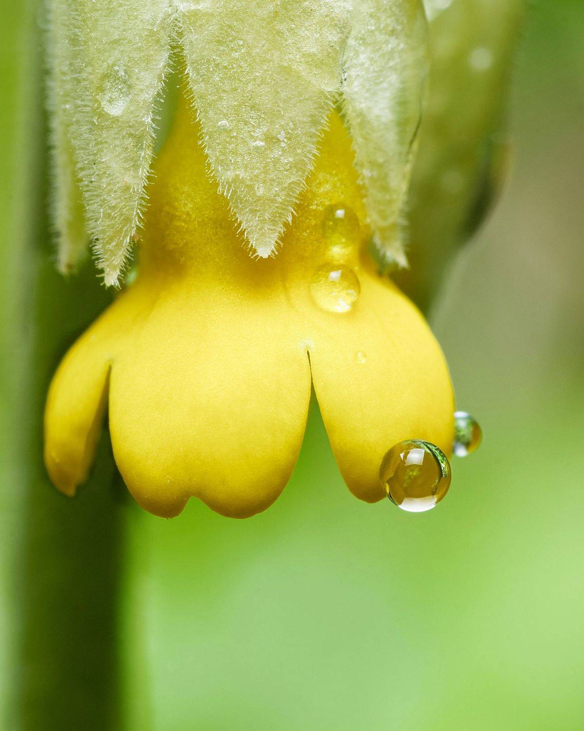 Primula