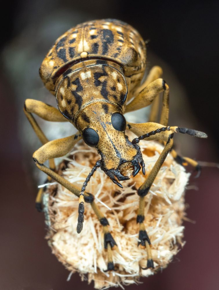 Photograph by KENNY FOONG