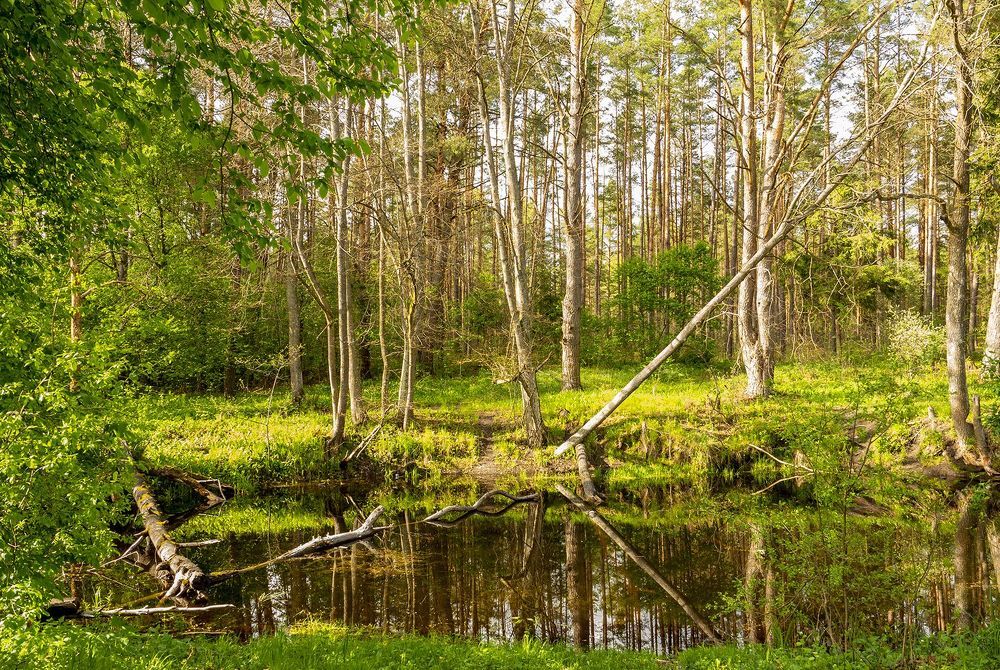 Photograph by Алла Толстая