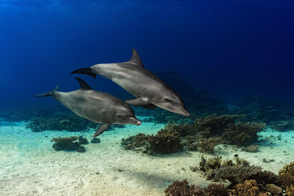 Photograph by Андрей Данильченко