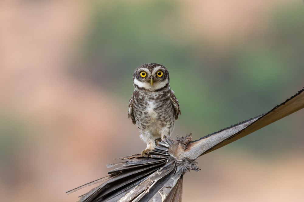 Staring cutie pie...