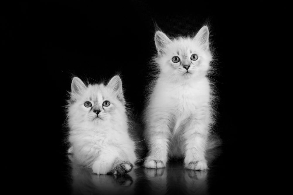 Photograph by Инга Стрижаченко