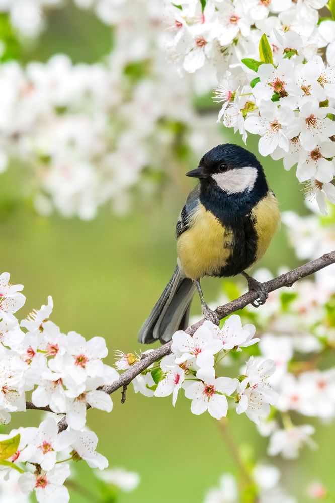 Photograph by sajjad saadat