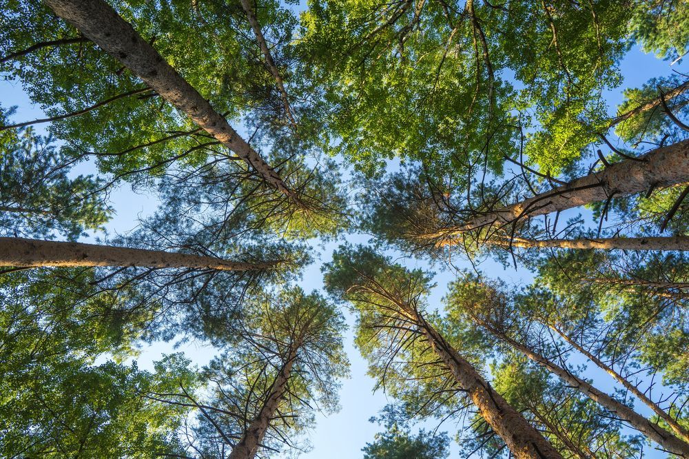 Фотография автора Василиса Новикова