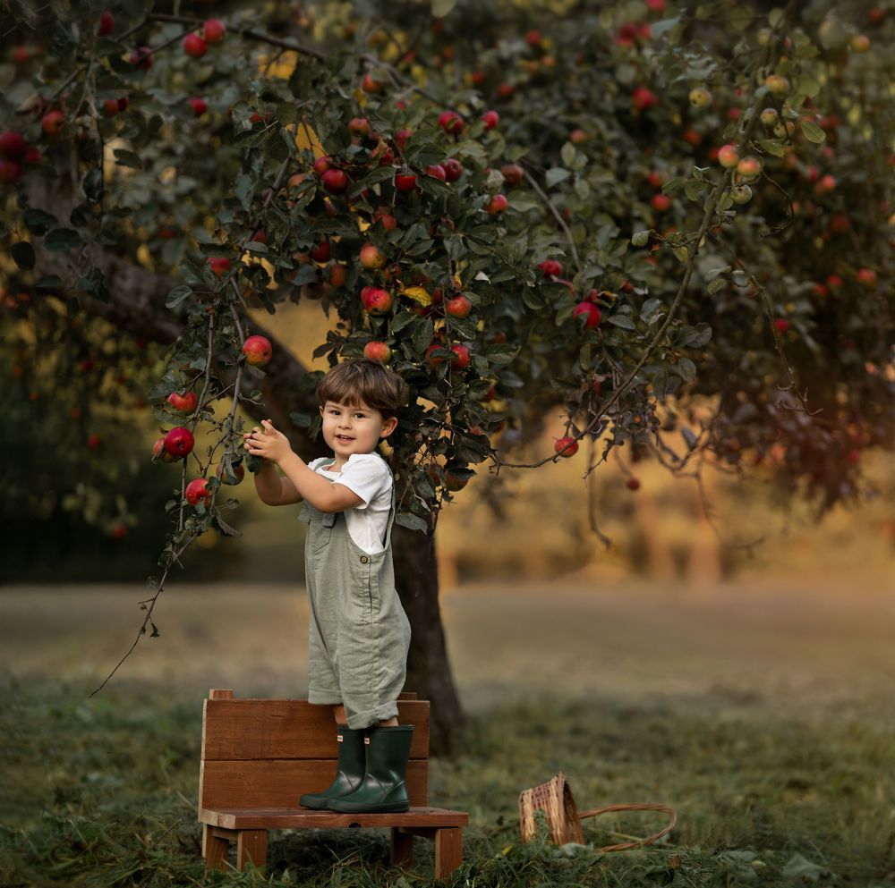 Summer in apple orchard
