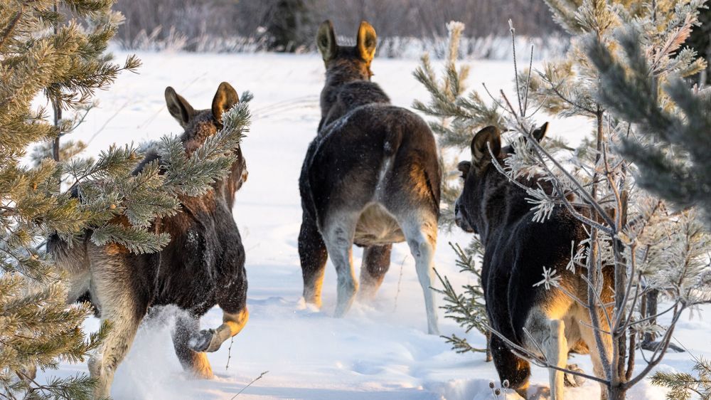 Photograph by Константин Ложеницын