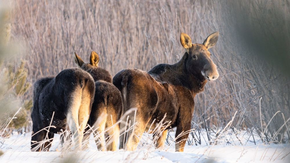 Photograph by Константин Ложеницын