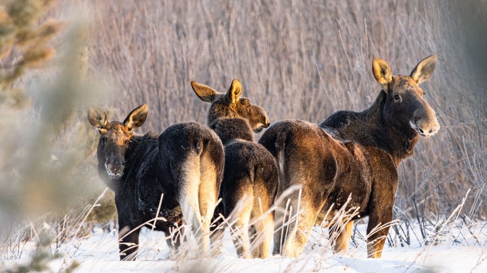 Photograph by Константин Ложеницын