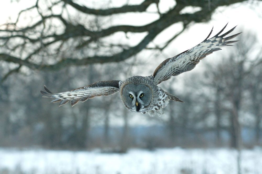 Бородатая неясыть