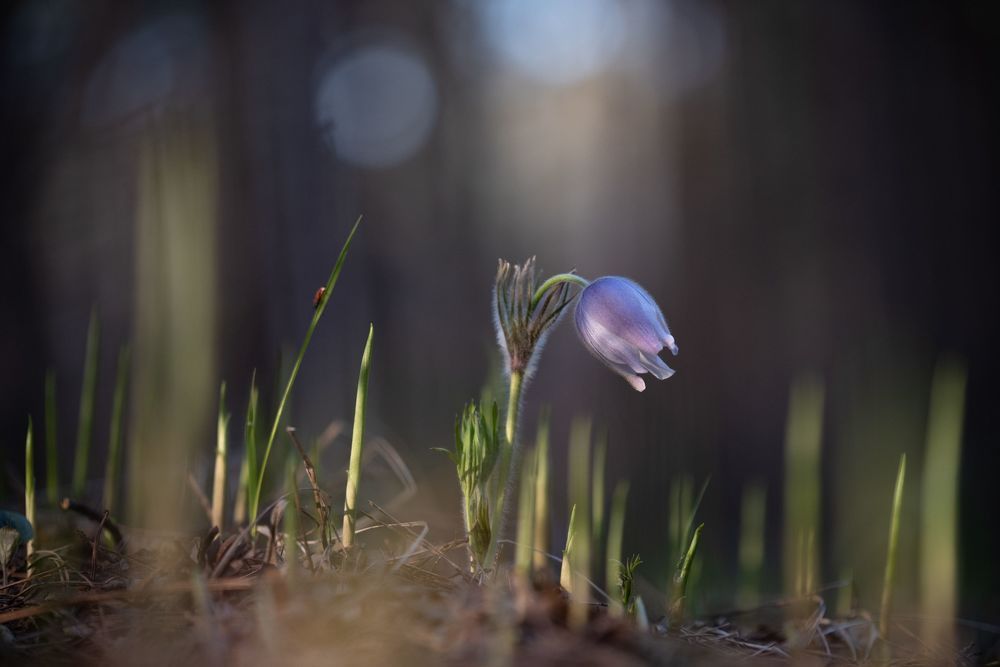 Photograph by Рустам Афлятунов