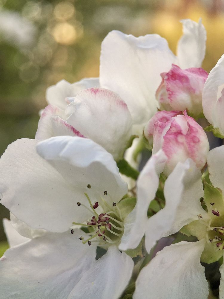 Photograph by Алена Шаргина