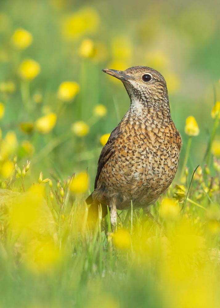 Photograph by sajjad saadat