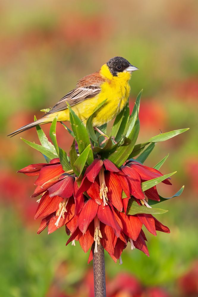 Photograph by sajjad saadat