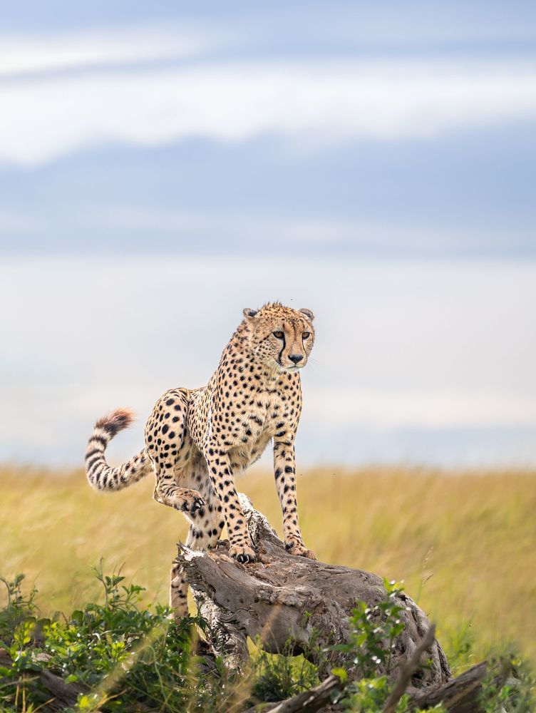 Photograph by Jayakumar MN