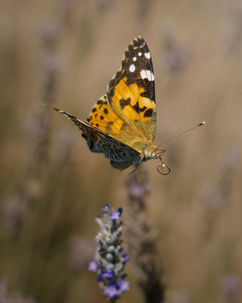 Photograph by Sergio Orellana